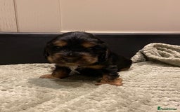 Cocker Spaniel dogs for sale: KC RIZI-BIZI show type European show champ lines - Image 18