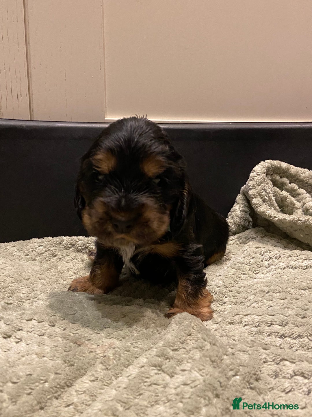 Cocker Spaniel dogs for sale: KC RIZI-BIZI show type European show champ lines - Image 18