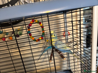 Budgerigars birds 2 budgies - Advert 1