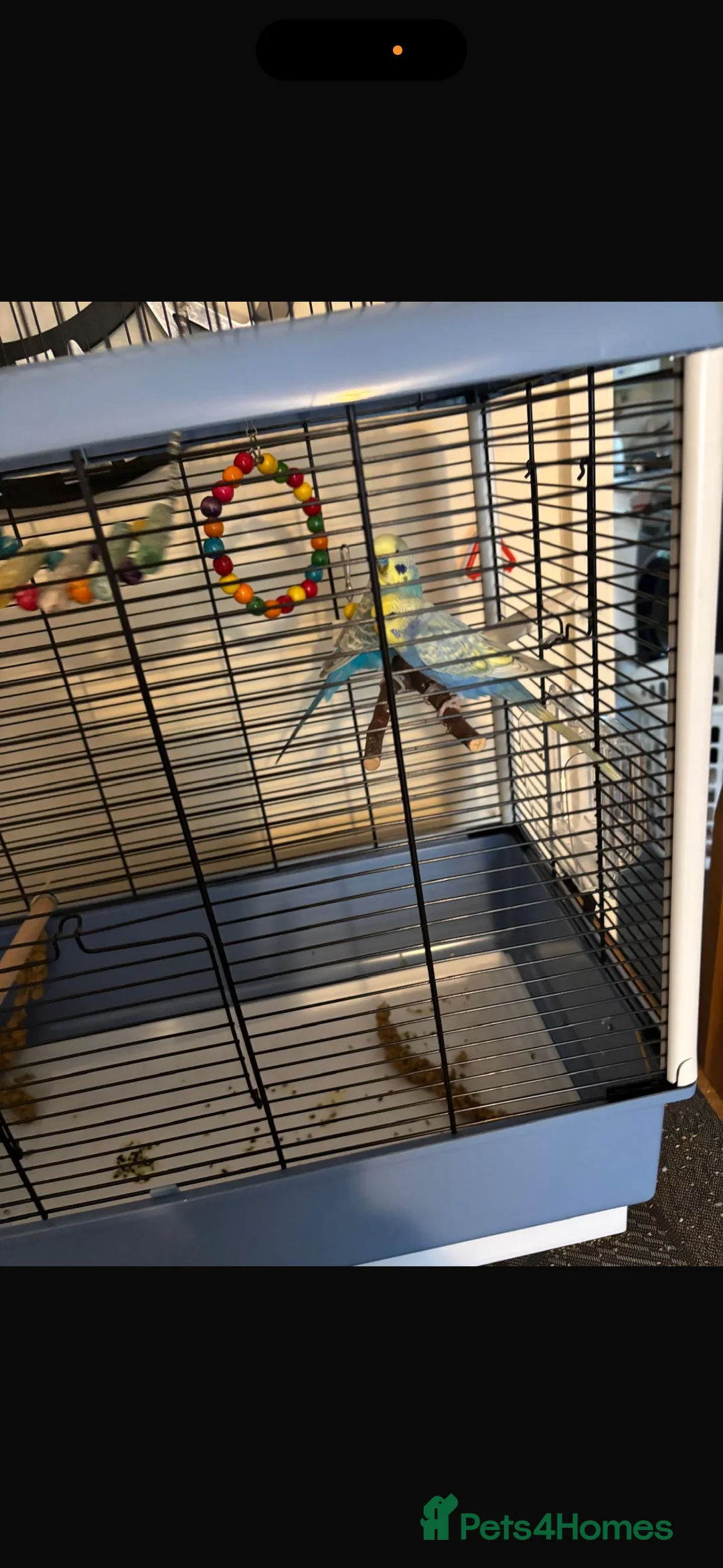 Budgerigars birds for sale: 2 budgies  - Advert 1