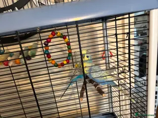 Budgerigars birds 2 budgies - Advert 10