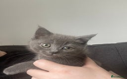 British Shorthair cats for sale: BTS x Ragdoll - Image 9