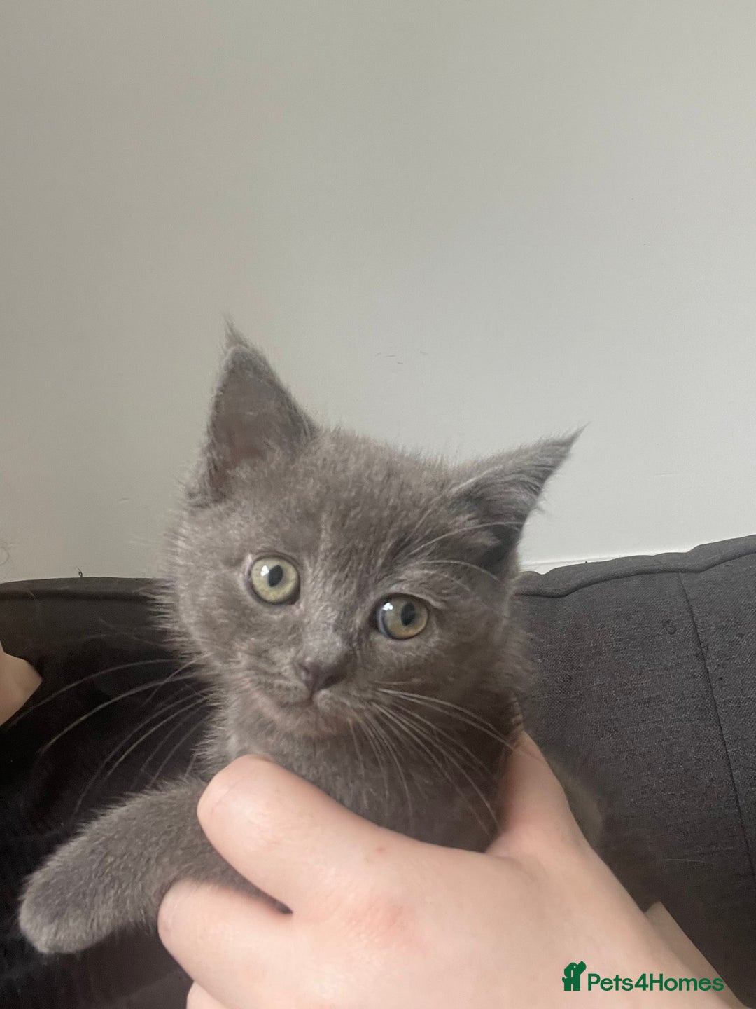 British Shorthair cats for sale: BTS x Ragdoll - Image 9