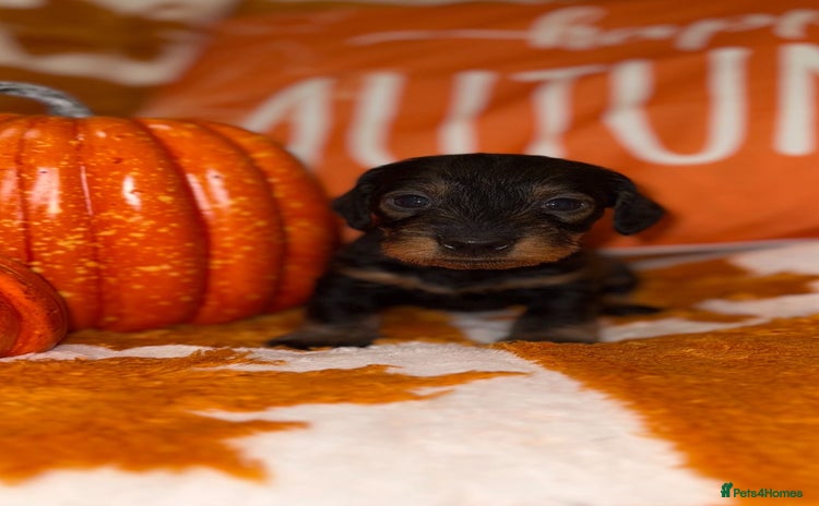 Dachshund dogs - Advert 6