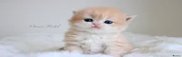 British Shorthair cats for sale: Lilac Chinchilla Longhair Boy  - Advert 3