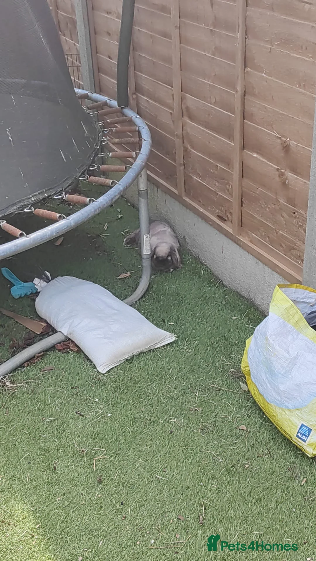 Mini Lop rabbits for sale: Male & Female rabbits  - Advert 3