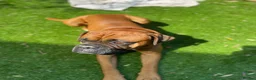 Boxer dogs for stud: Handsome Purebred Boxer – Puppy Back Deal Offered - Advert 11