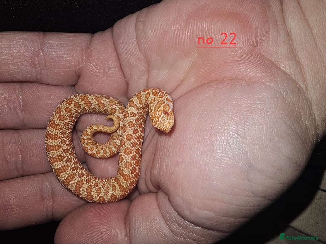 Snake reptiles for sale: Western Hognose Snakes Cb25 - Image 2
