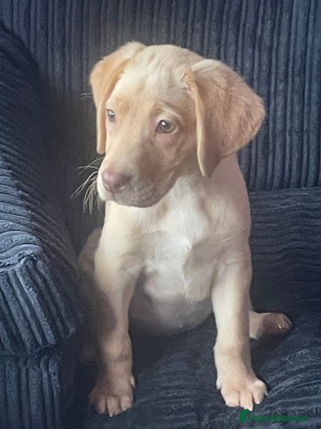 Sheprador Labrador Retriever German Shepherd Mix Full Grown German