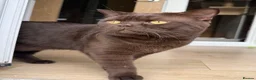 British Shorthair cats for sale: 🐾 British shorthair kitten for sale 🐾 - Advert 14