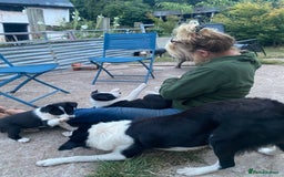 Border Collie dogs for sale: Border Collie pups - Image 4