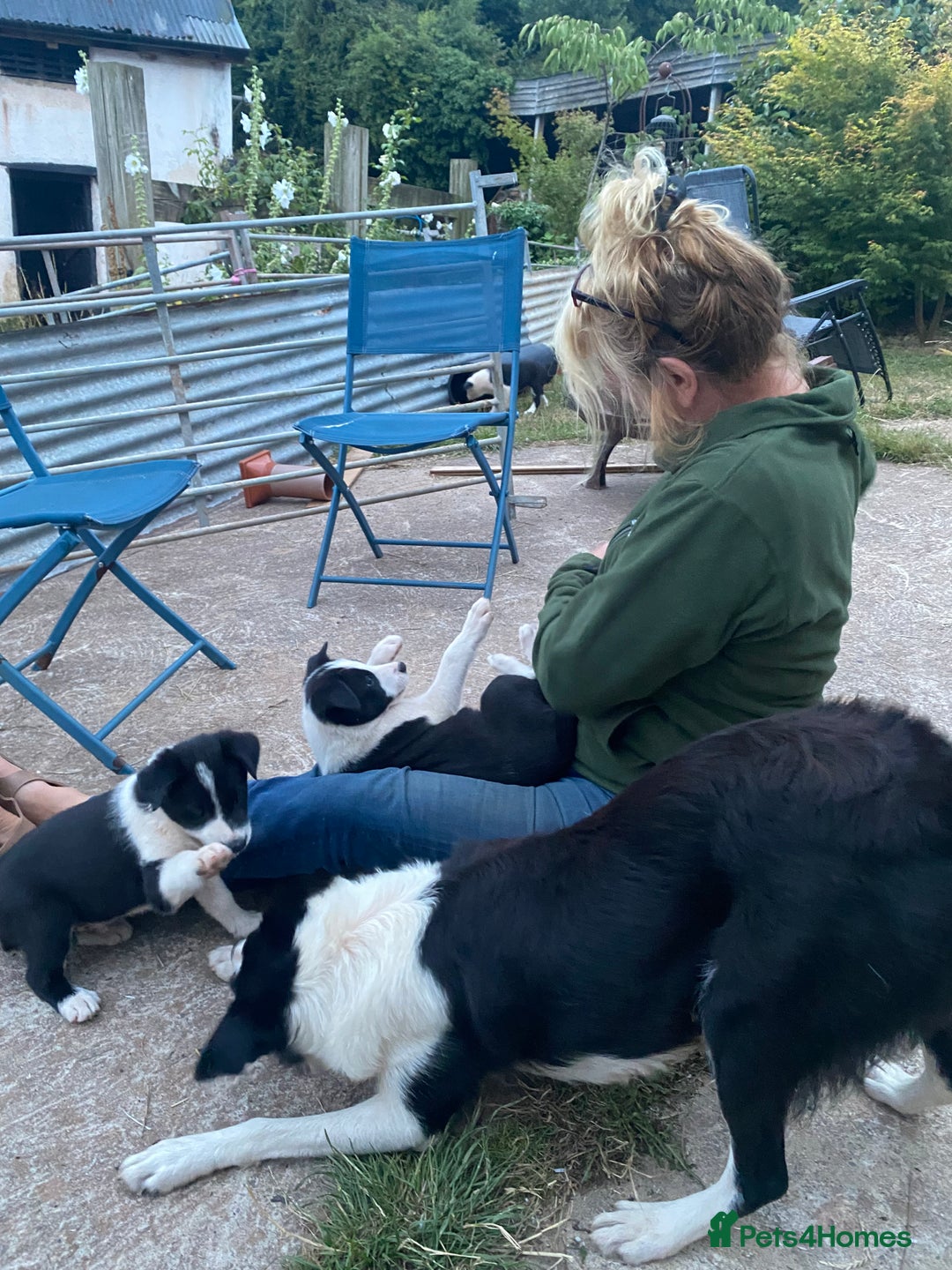 Border Collie dogs for sale: Border Collie pups - Image 4