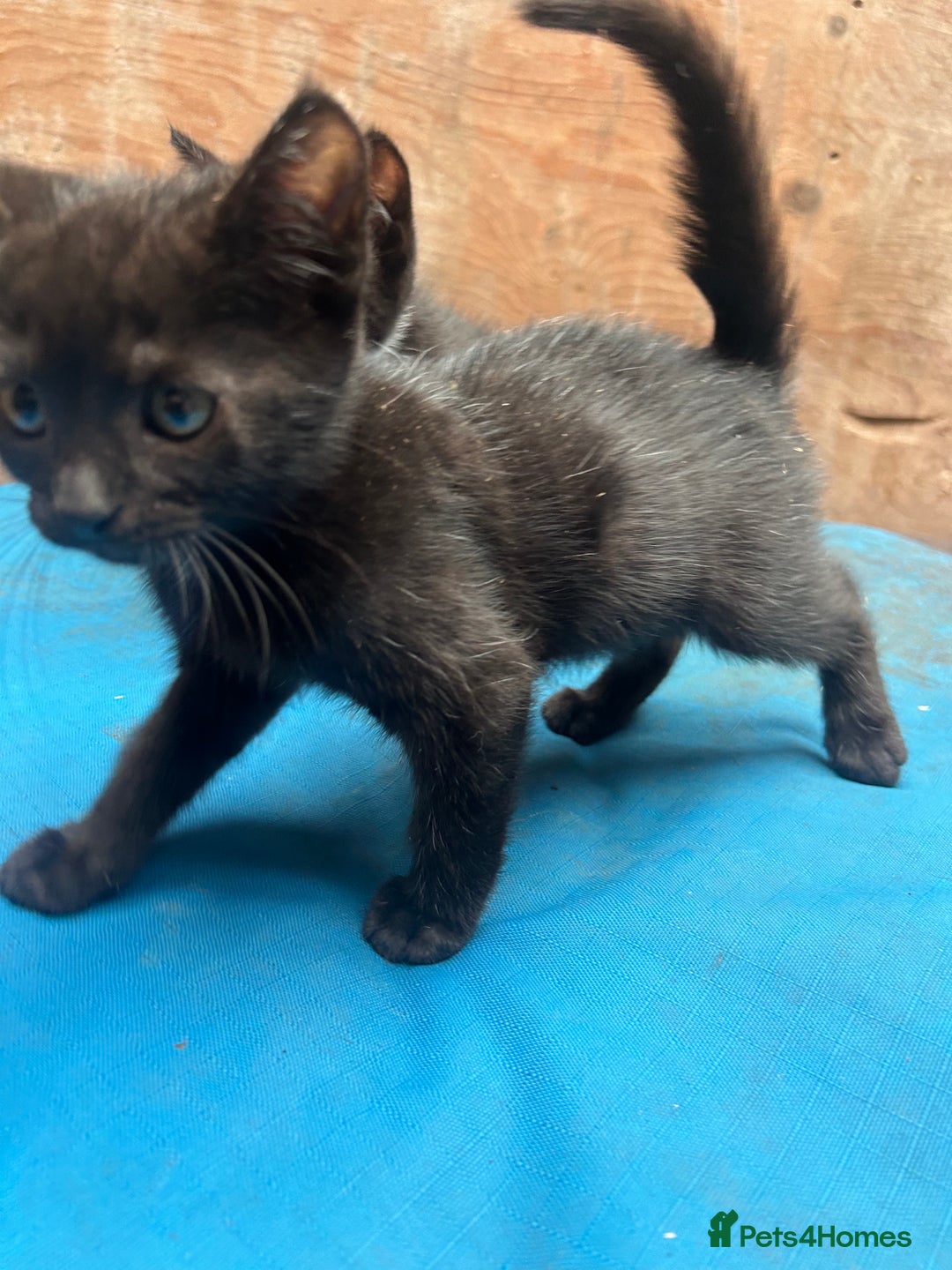 Mixed Breed cats for sale: 7 kittens looking for new home - Image 9