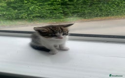 Domestic Shorthair cats for sale: 2 girls one boy!  - Image 16