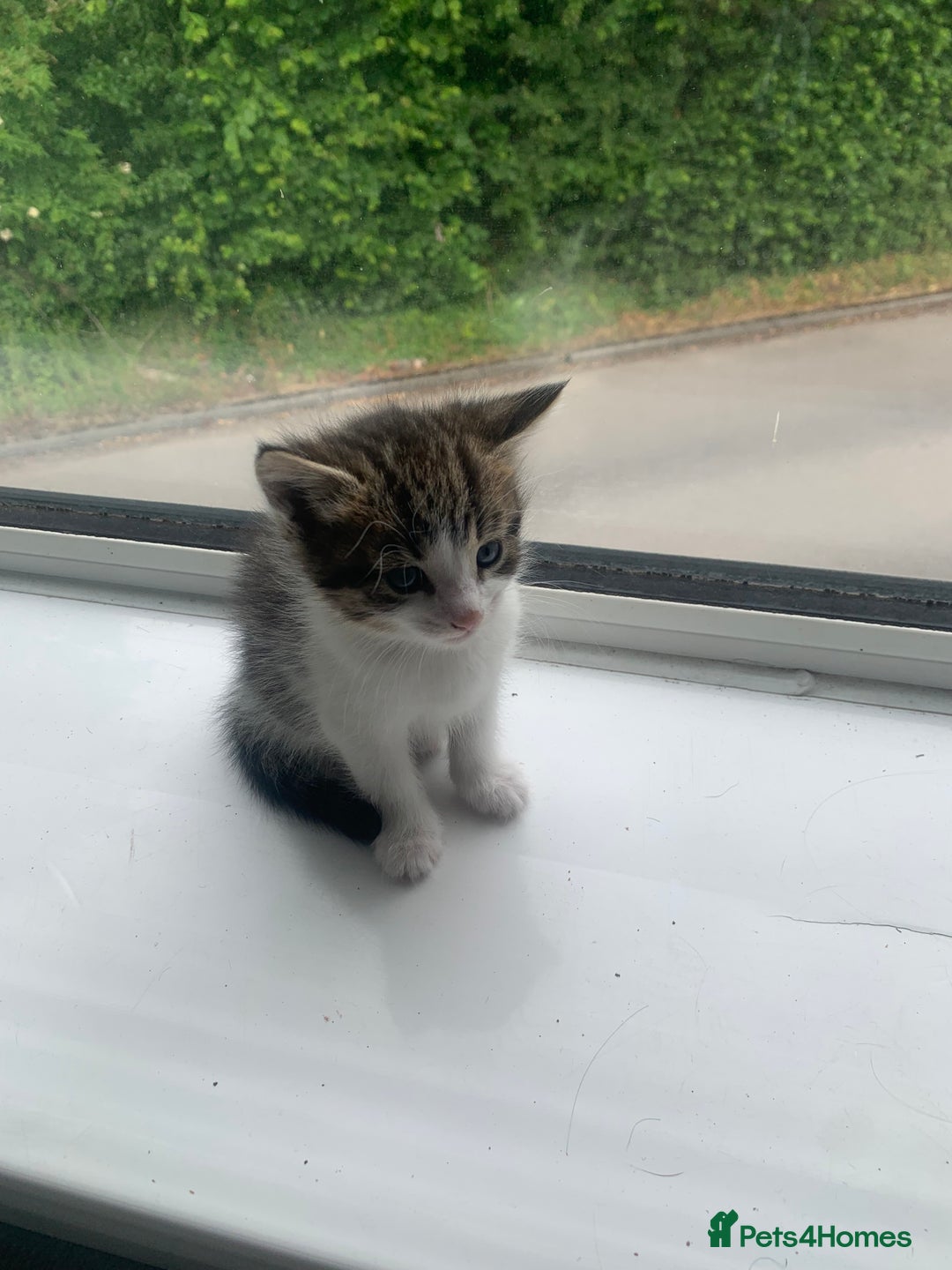 Domestic Shorthair cats for sale: 2 girls one boy!  - Image 16
