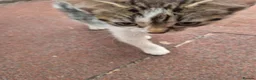 Mixed Breed cats for sale: Re-home my furry grand babies   - Advert 7