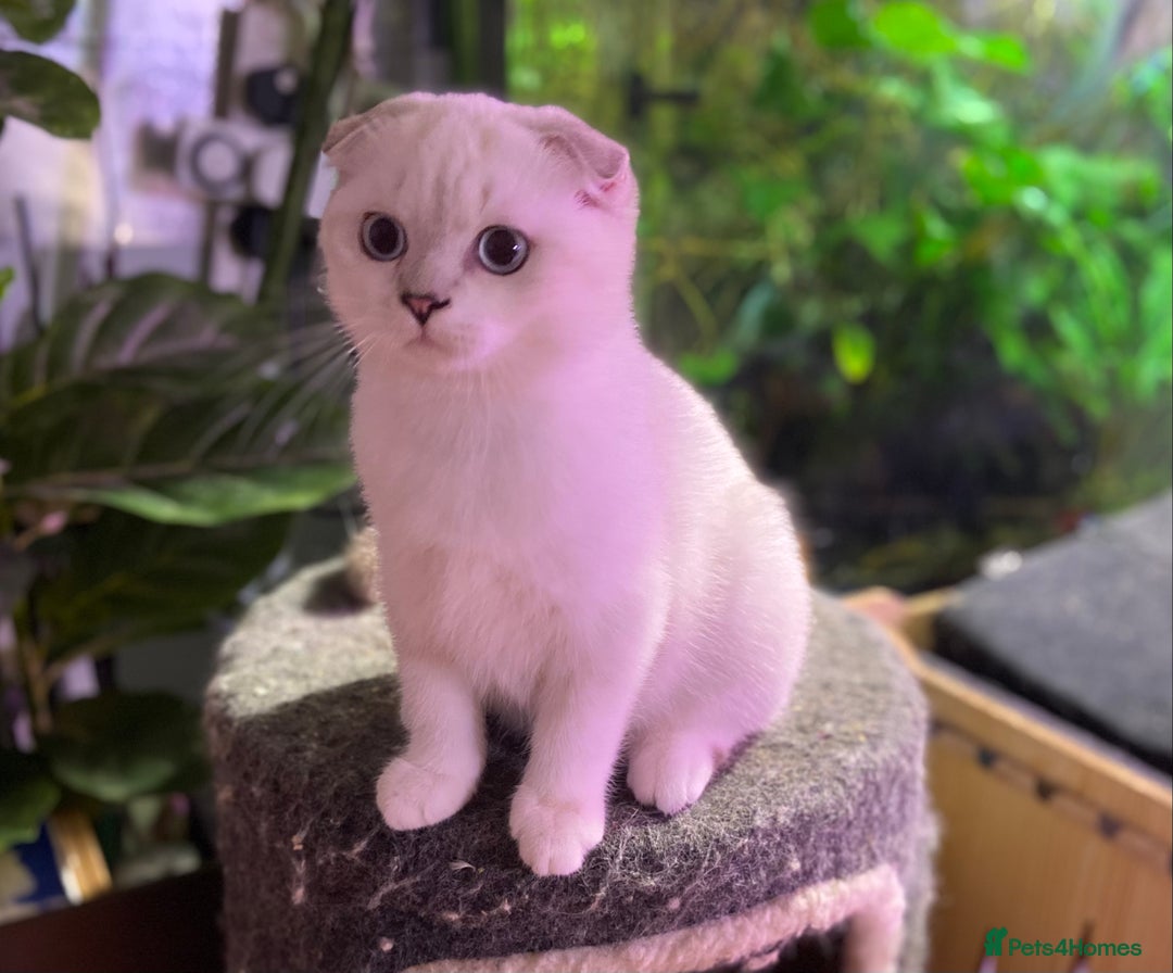 Munchkin cats for sale: Full Pedigree Munchkin kittens - Image 21