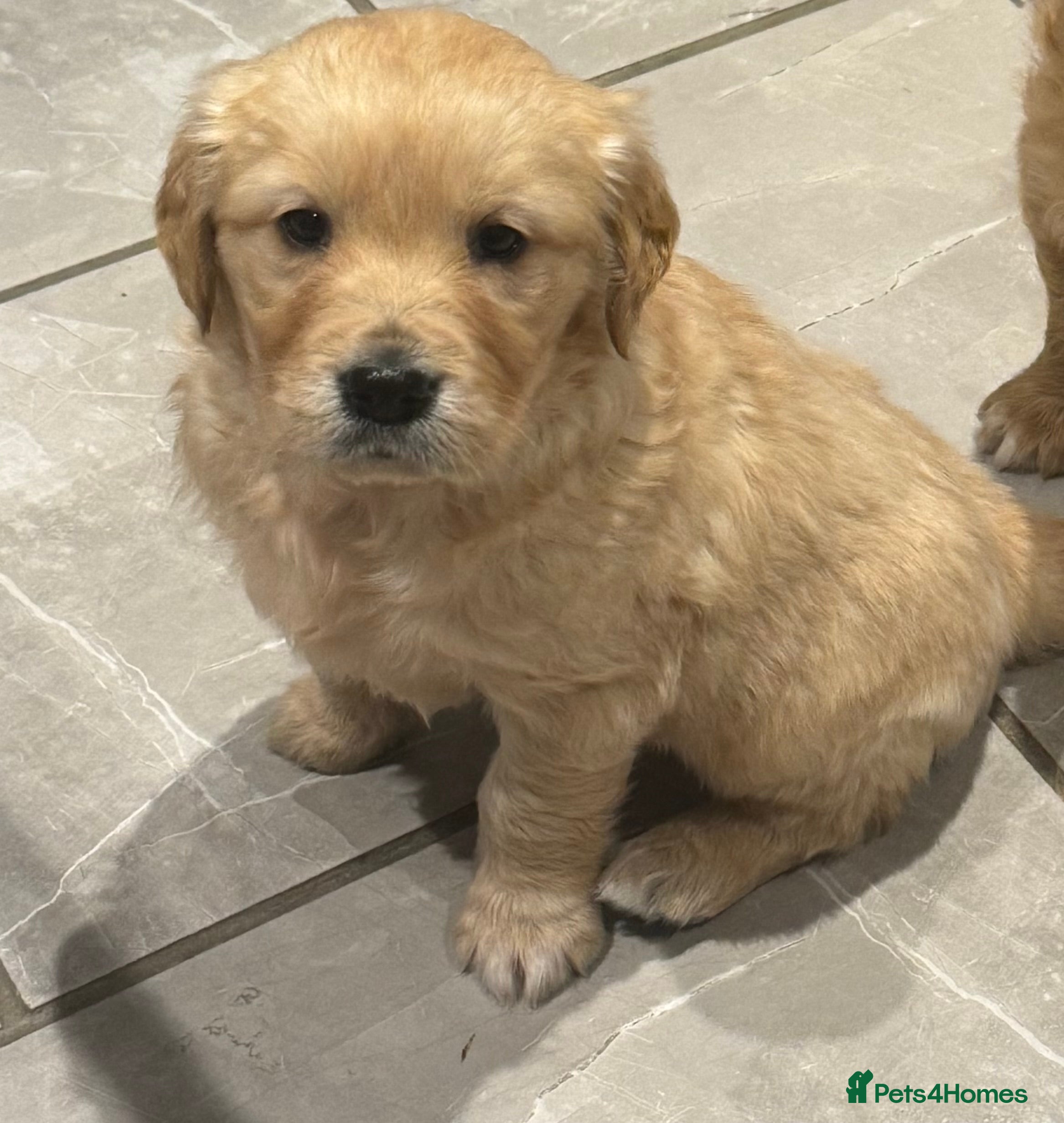 Golden Retriever dogs Gorgeous KC Golden Retrievers  - Advert 12