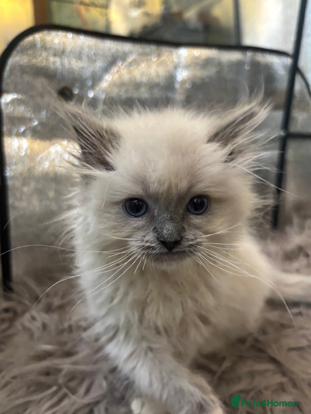 Ragdoll cats for sale: Beautiful ragdoll READY NOW - Advert 6