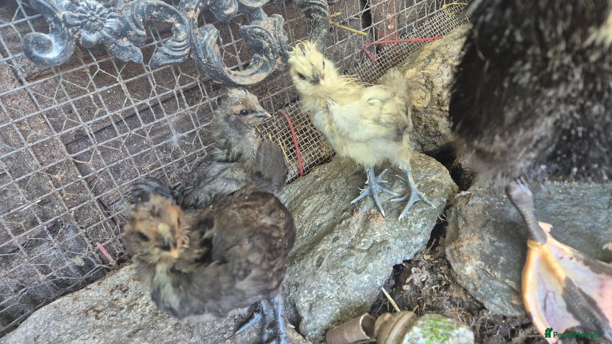 Chickens poultry 3 polskie chicks, 4 weeks old - Advert 17