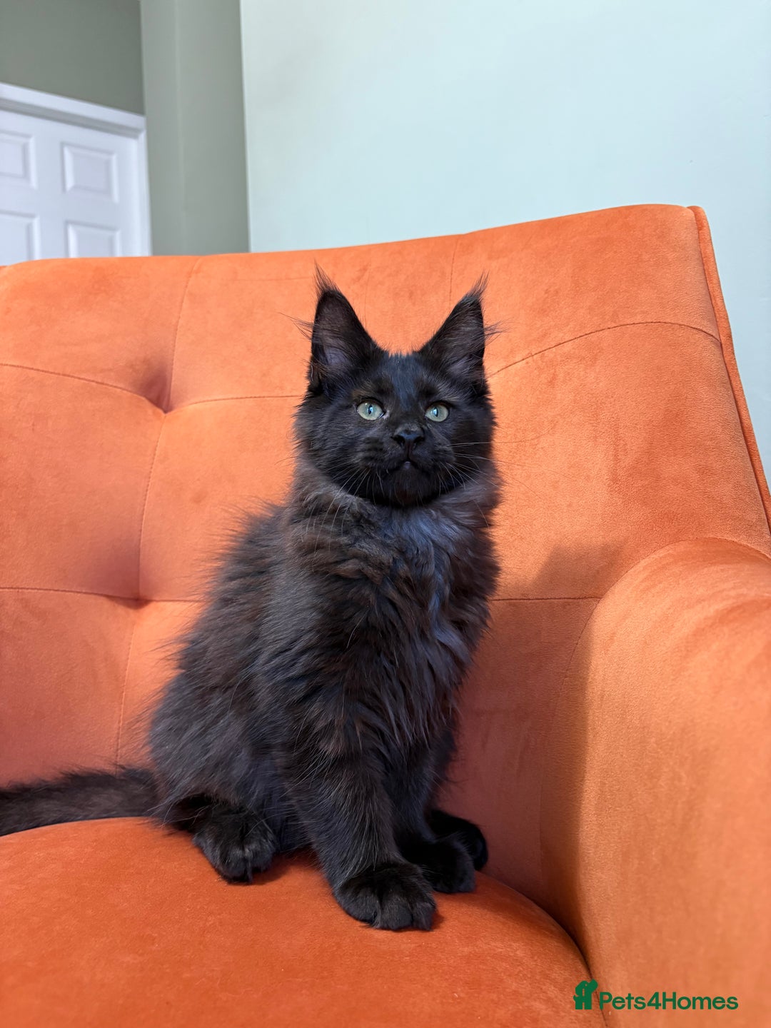 Maine Coon cats for sale: ✨Maine Coon Kittens Available - Champion Pedigree✨ - Image 8