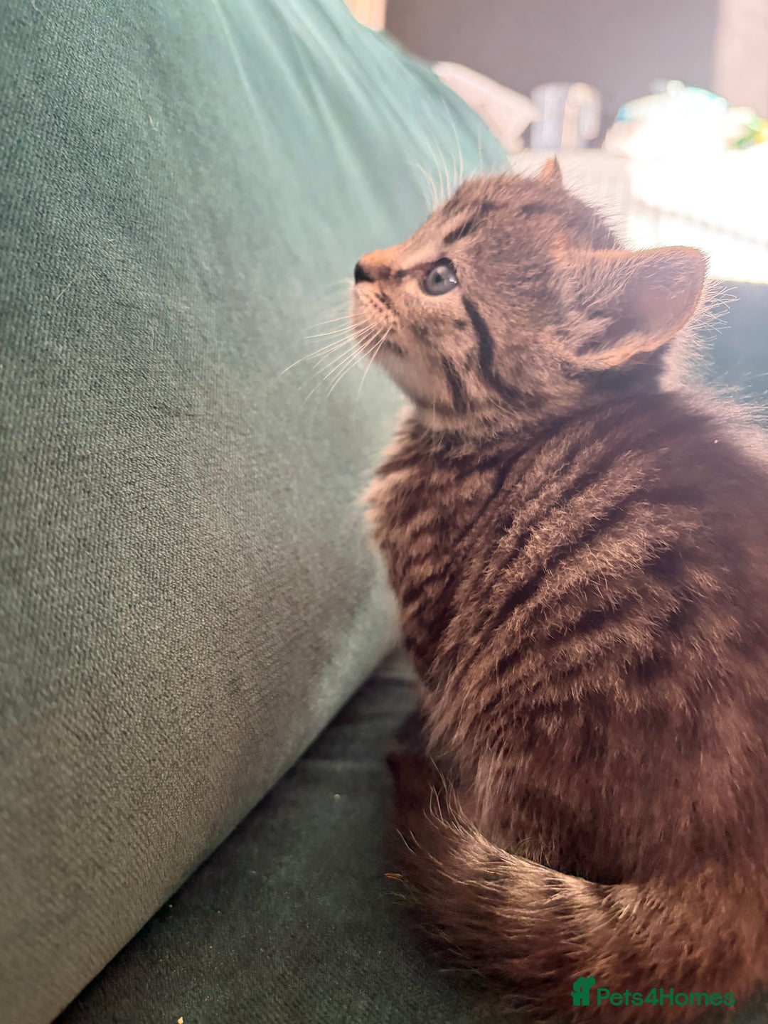 Domestic Shorthair cats for sale: Tabby Domestic Short Haired Kittens - Advert 10