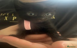 Mixed Breed cats for sale: Female Kittens - Image 2