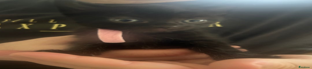 Mixed Breed Kitten 1