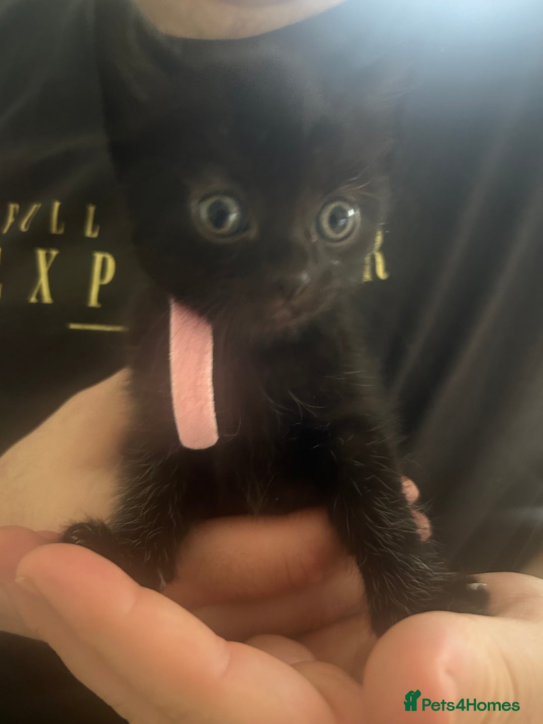 Mixed Breed cats for sale: Female Kittens - Image 2