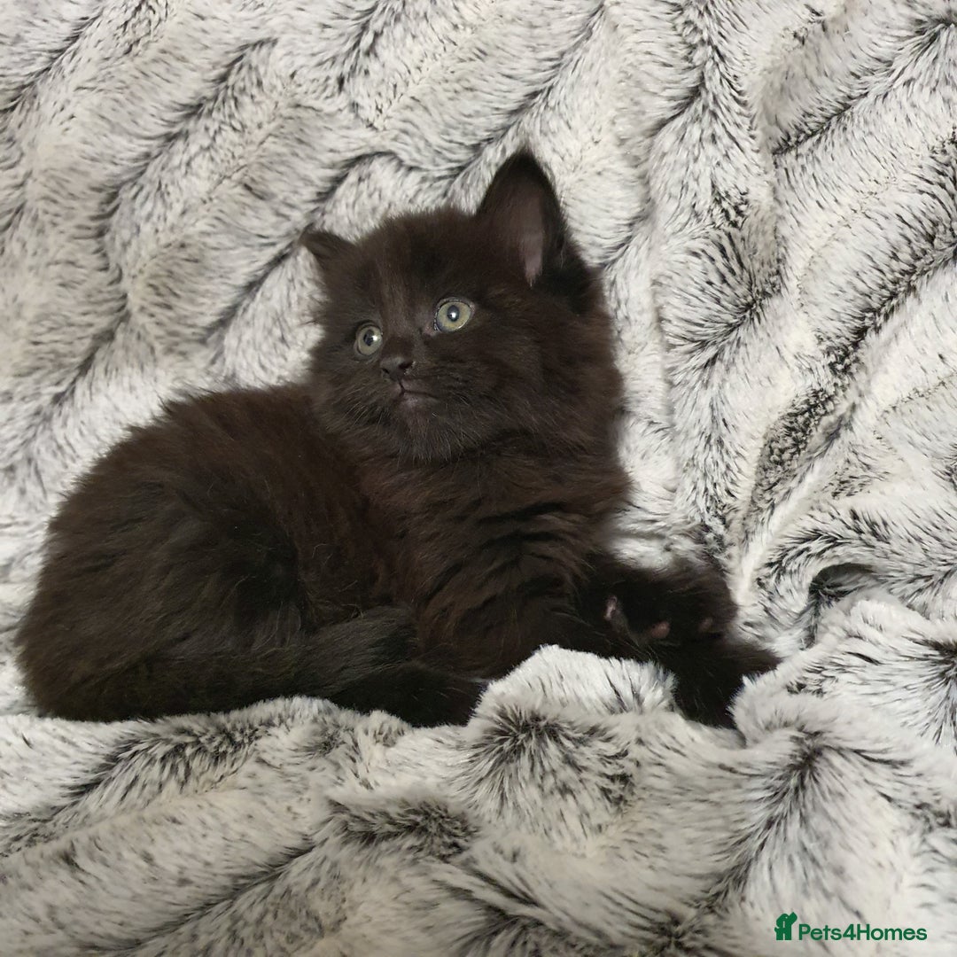 Mixed Breed cats for sale: 5 cute 😍 kittens  - Advert 6