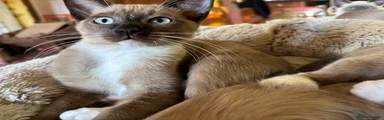 Tonkinese 1