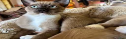 Tonkinese cats for sale: Exquisite Kittens- Tonkinese Dolls - Advert 3