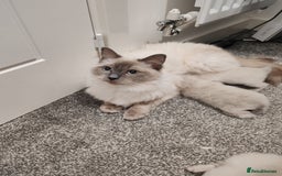 Ragdoll cats for sale: 2 lynx seal point Ragdolls kittens - Image 4