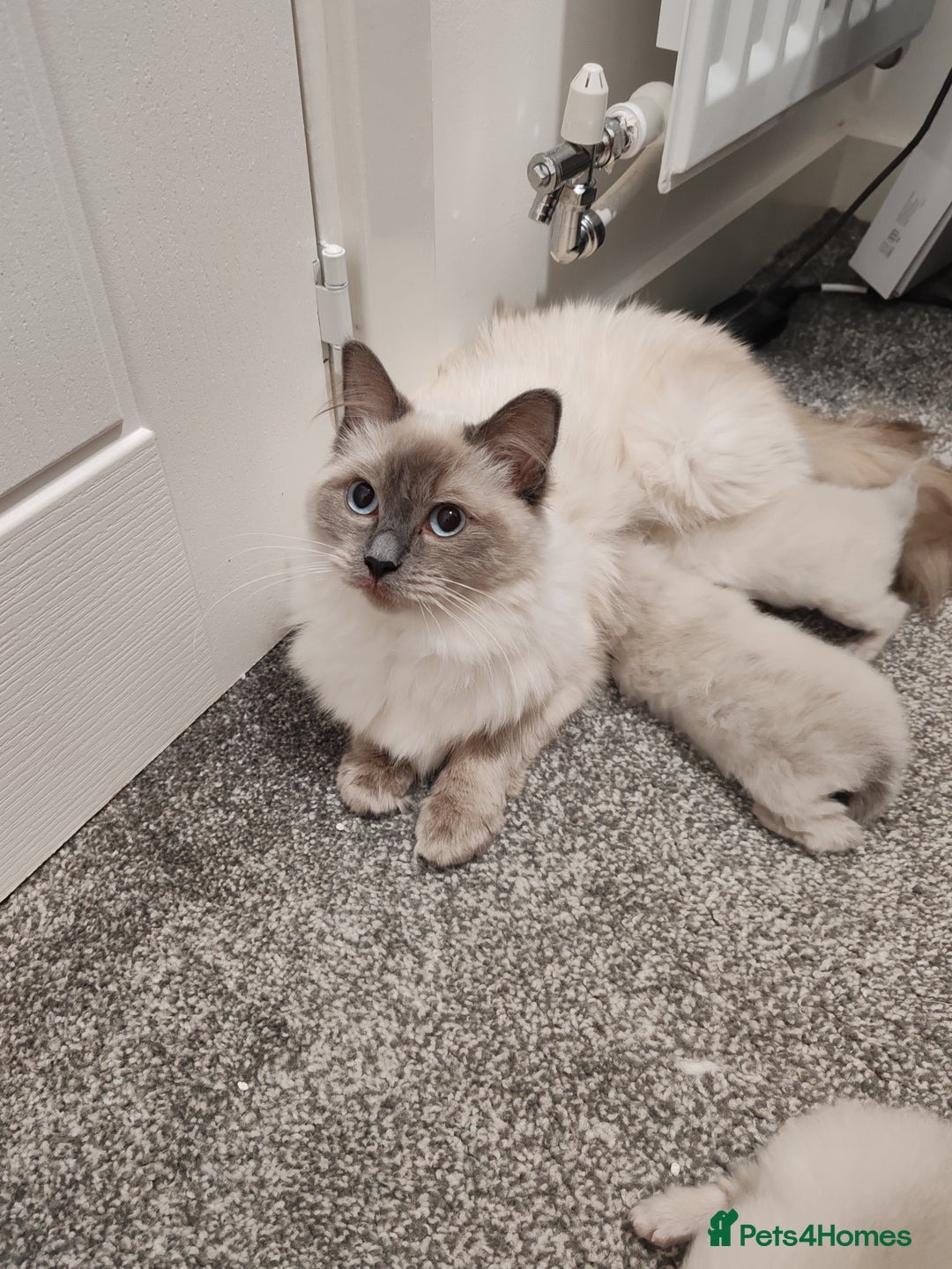 Ragdoll cats for sale: 2 lynx seal point Ragdolls kittens - Image 4