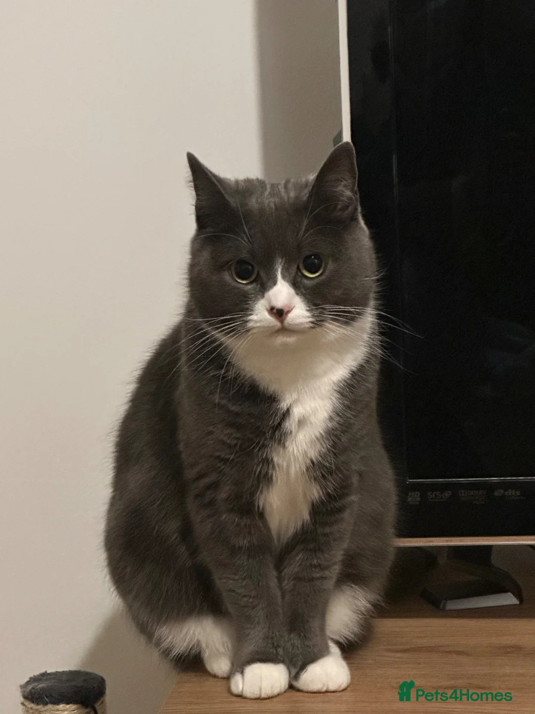 Mixed Breed cats for sale: 2 Loving Cats Looking for a Safe Forever Home 🐾🤍 - Advert 2