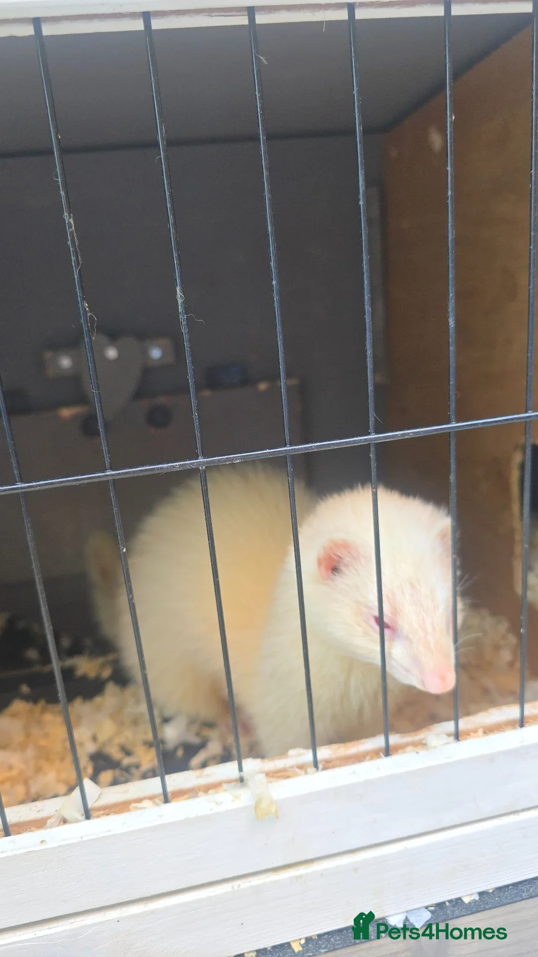 Ferret rodents for sale: Albino Jill - Advert 3