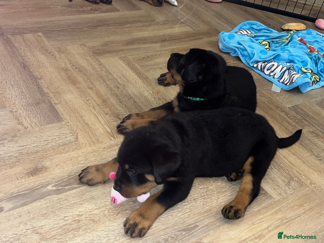 Rottweiler dogs for sale: X1 female rottweiler puppy left! 8 weeks old today in Evesham - Image 14