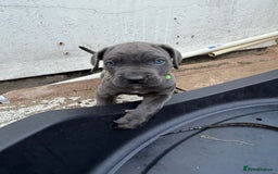 Cane Corso dogs for sale: Blue Cane Corso Puppies - Image 8