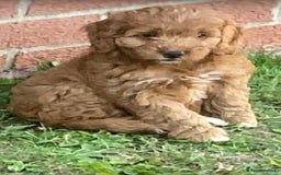 Cockapoo dogs for sale: Cockapoo puppies  - Image 4