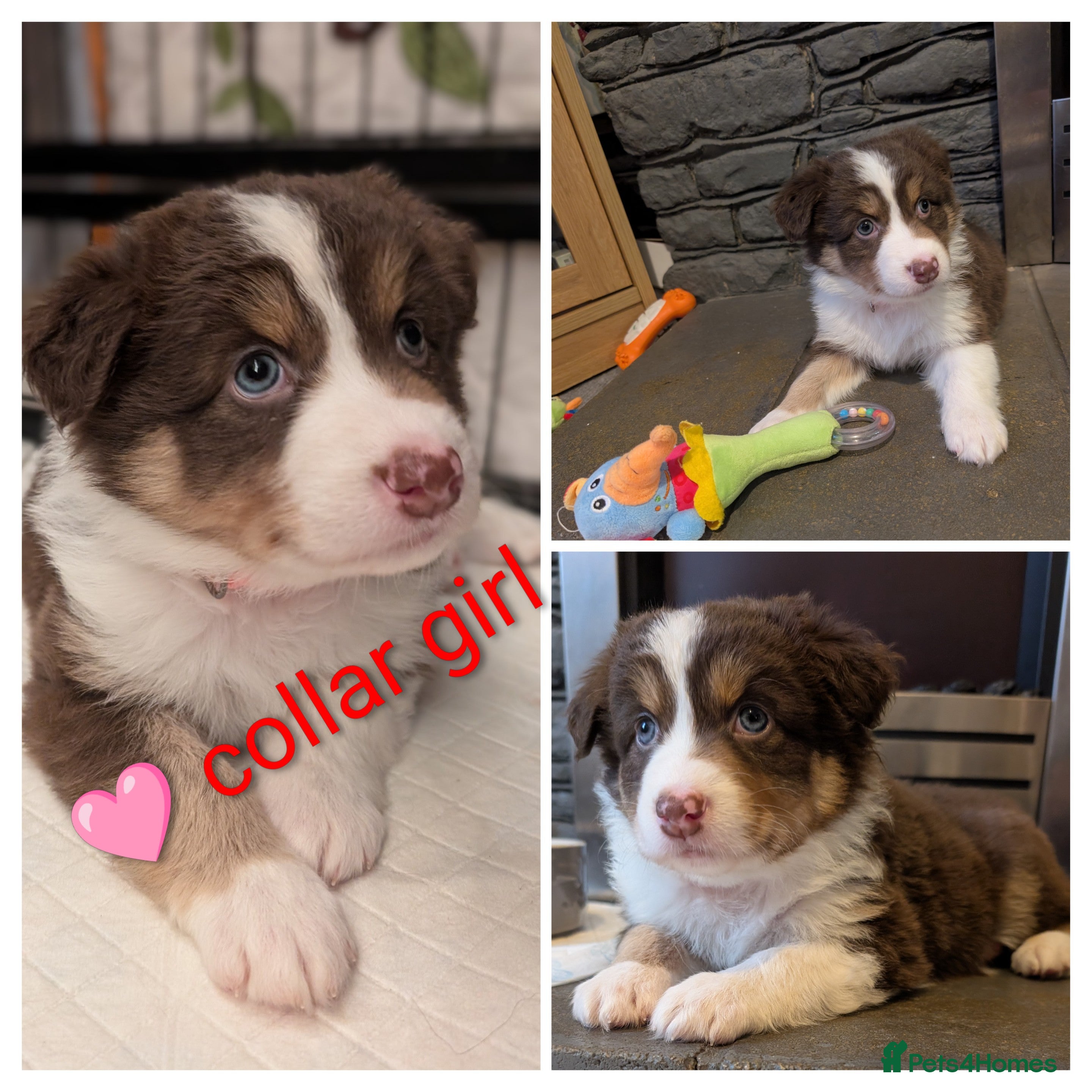 Australian Shepherd dogs Australian shepherd puppies  - Advert 1