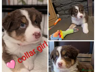 Australian Shepherd dogs Australian shepherd puppies - Advert 2