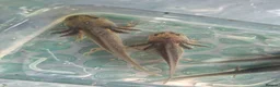 Axolotl reptiles for sale: Range of baby axolotls, hets known - Advert 11