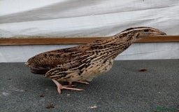 Quail poultry for sale: Jumbo Cortornix Quail - Italian, Pharoah and white - Image 2