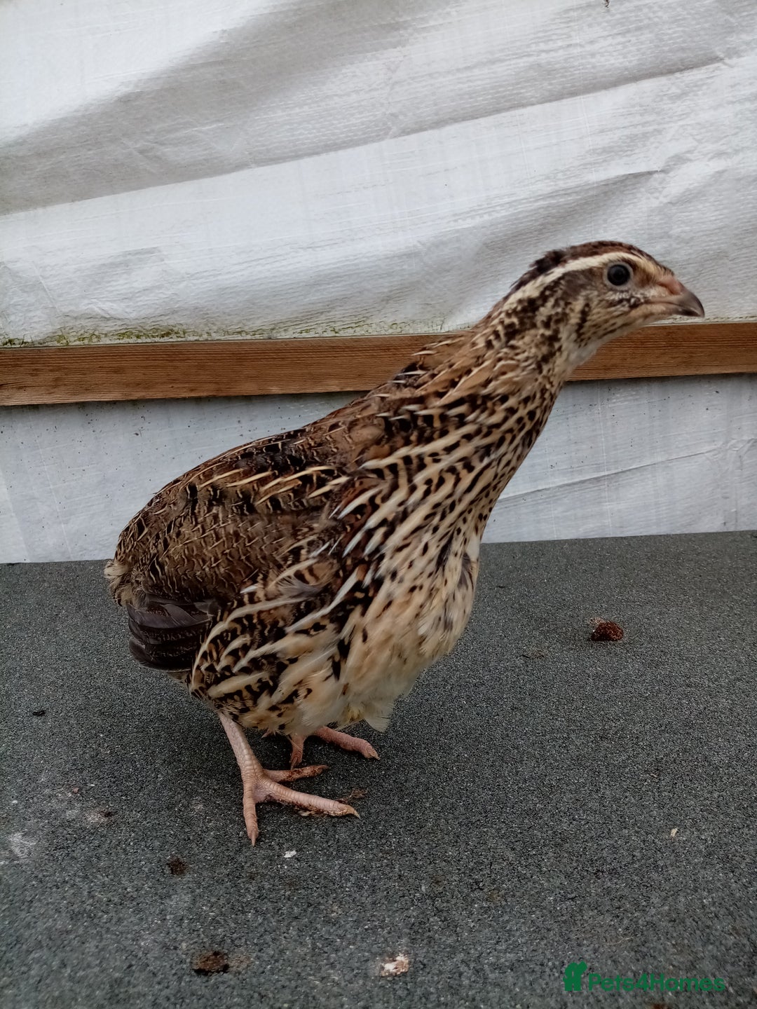Quail poultry for sale: Jumbo Cortornix Quail - Italian, Pharoah and white - Image 2