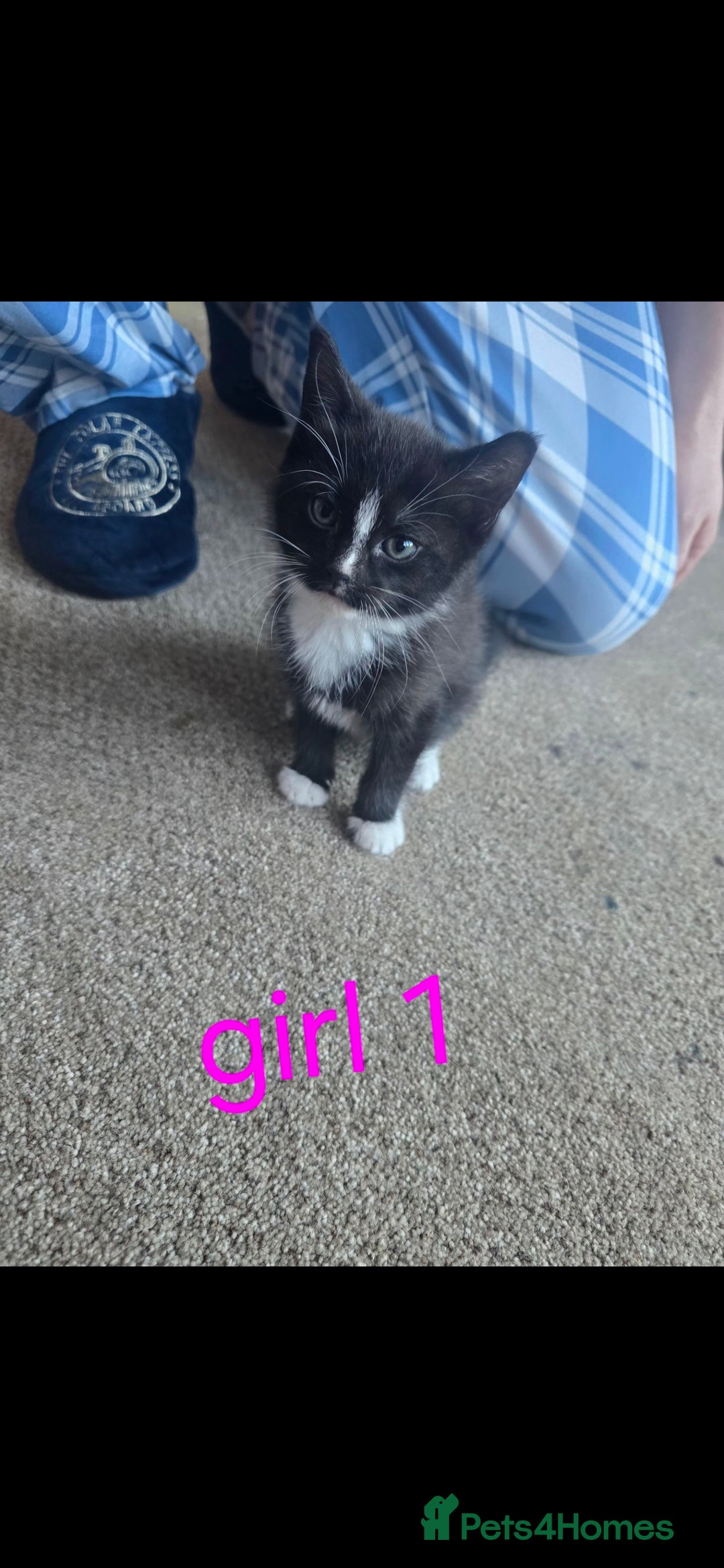 Mixed Breed cats for sale: Mixed breed kittens for sale - Advert 7