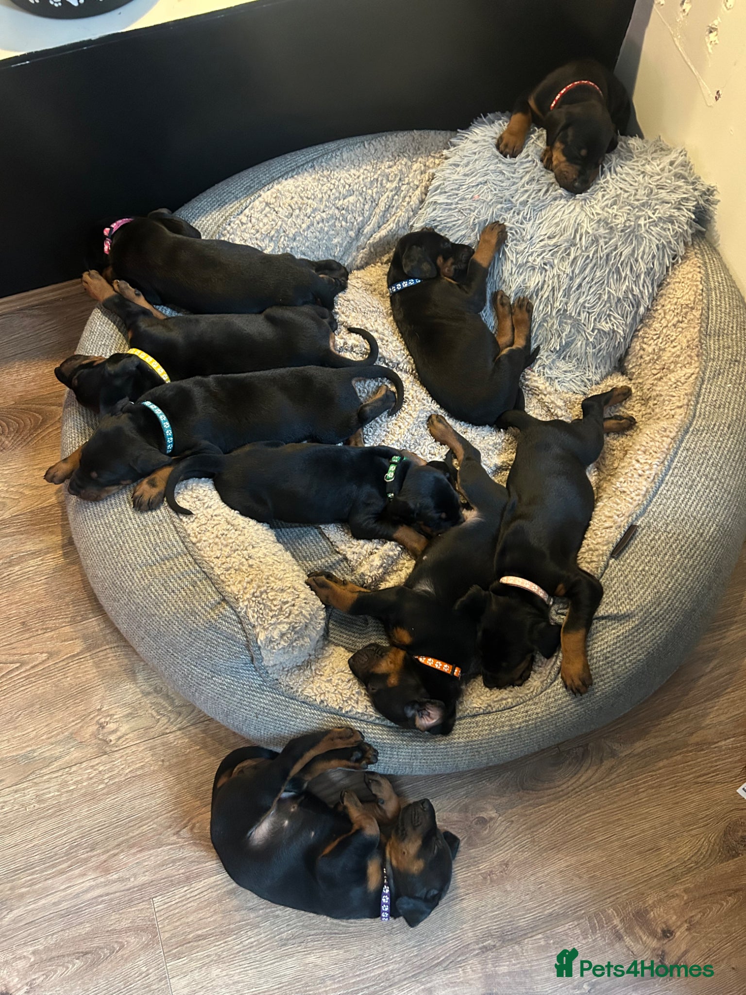 Dobermann dogs Last 2 beautiful girl doberman for sale  - Advert 6
