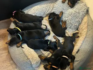 Dobermann dogs Last 2 beautiful girl doberman for sale - Advert 6