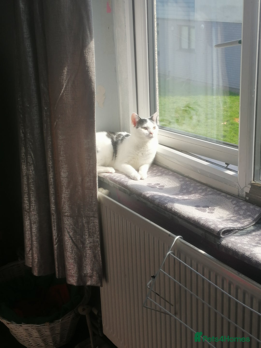 British Shorthair cats for sale: White and black female and male cats - Image 8