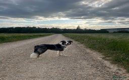 Border Collie dogs for stud: Stud Dog Available – Poe - Image 7