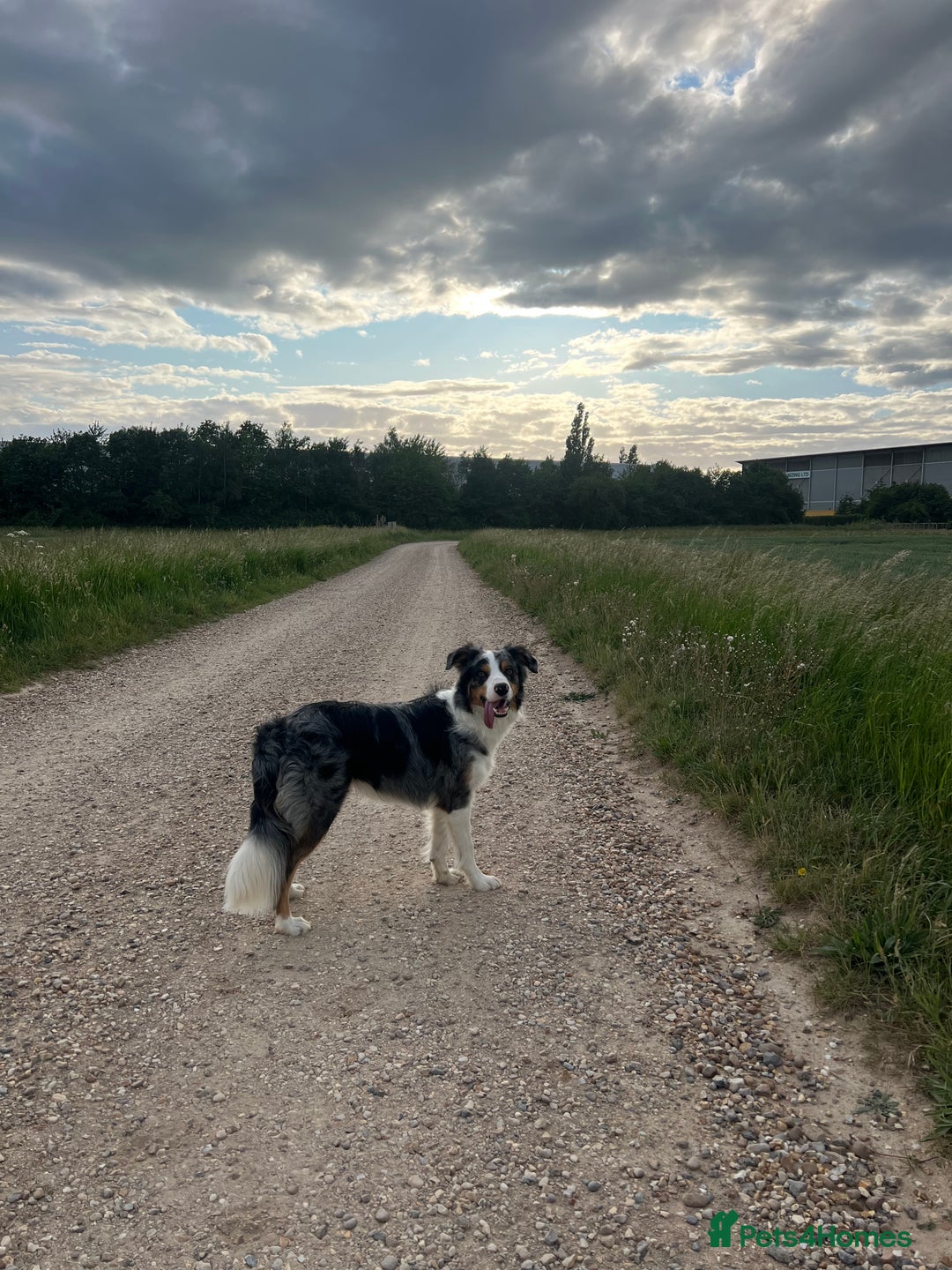Border Collie dogs for stud: Stud Dog Available – Poe - Image 7